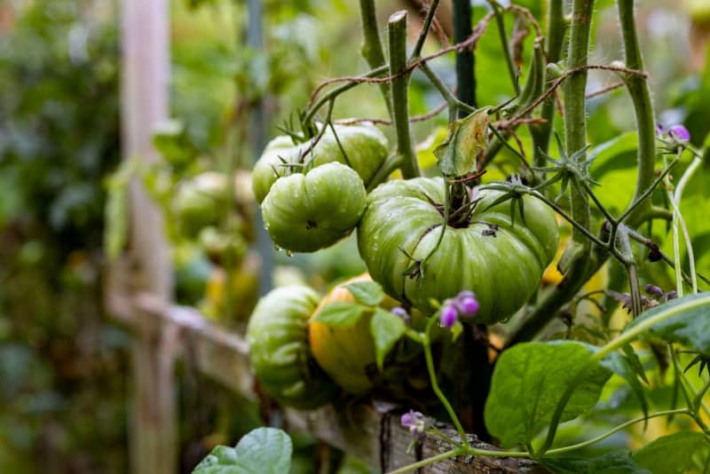 Would you like to grow tomatoes from tomatoes? There's a high risk you won't get anything that tastes good. Here's what to watch out for. Christoph Reichwein/dpa