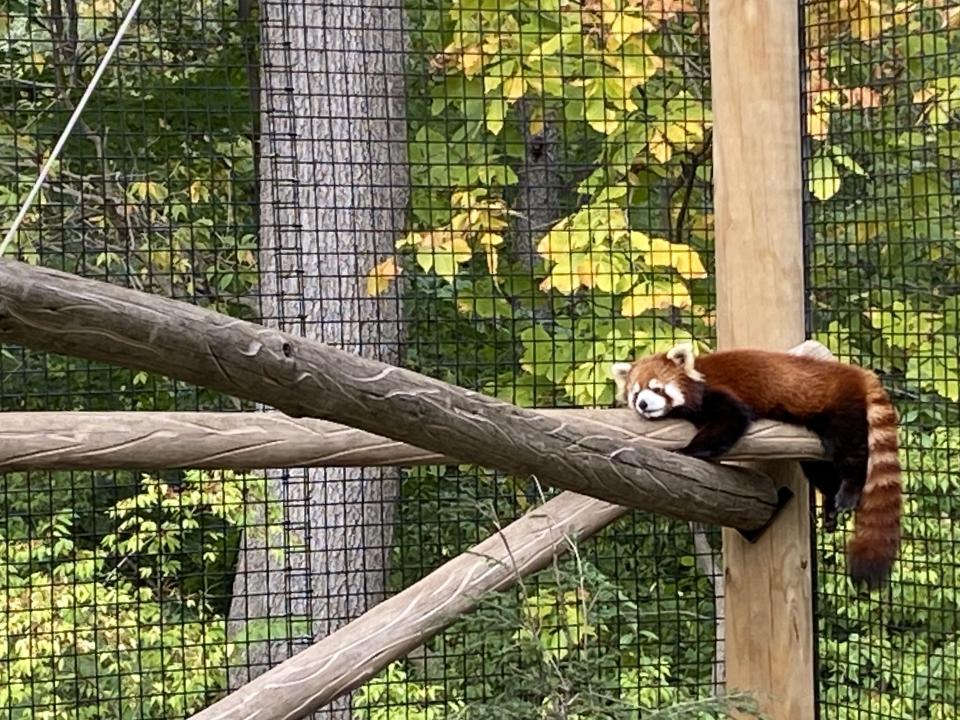 A Chinese red panda at the Fort Wayne Children’s Zoo rests in clear view of visitors. More than 1,600 animals representing 186 species live in specially designed habitats across the 40-acre zoo. It is the top visitor attraction in Fort Wayne, Ind.
