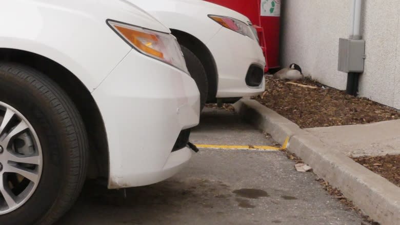 Geese make annual return to Regina Costco parking lot