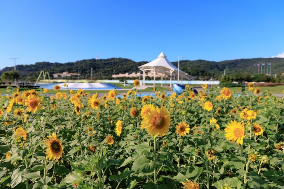 （圖片來源：台北市政府工務局）