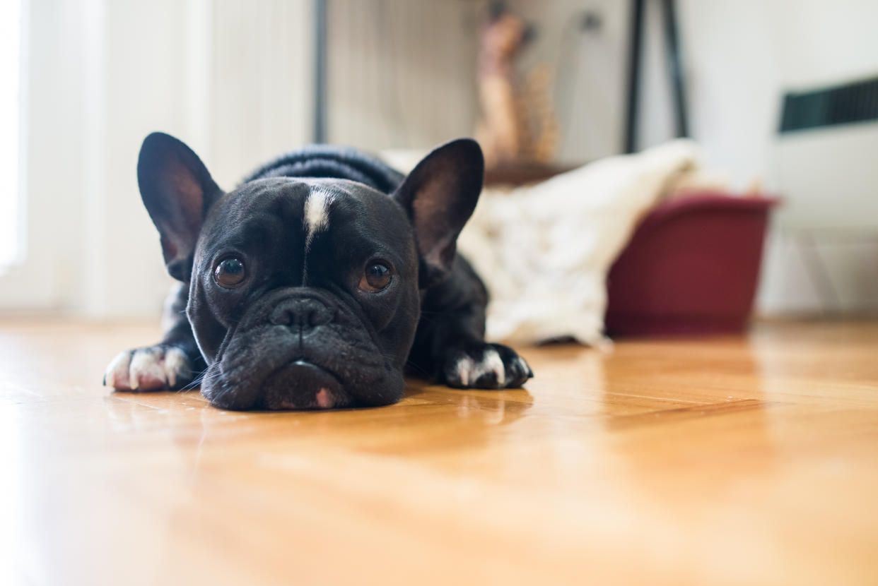 A French bulldog. (PHOTO: Getty Images)