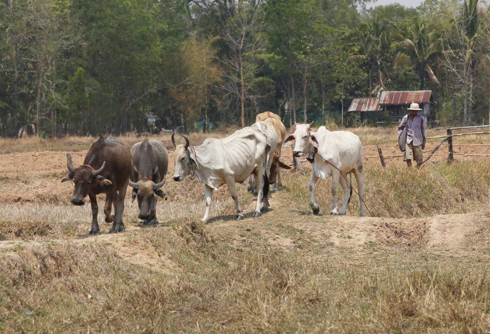 In this March 14, 2019, photo, a man walks behind cows in the field in Nakhon Ratchasima, Thailand. Thailand’s former Prime Minister Thaksin Shinawatra's populist policies, such as a universal health care scheme and generous farming subsidies, account for a good deal of his popularity in poor rural areas. They also show the people in those areas the gains the political process could bring them aside from the cash handouts they traditionally receive from vote-buyers on election eve. (AP Photo/Sakchai Lalit)