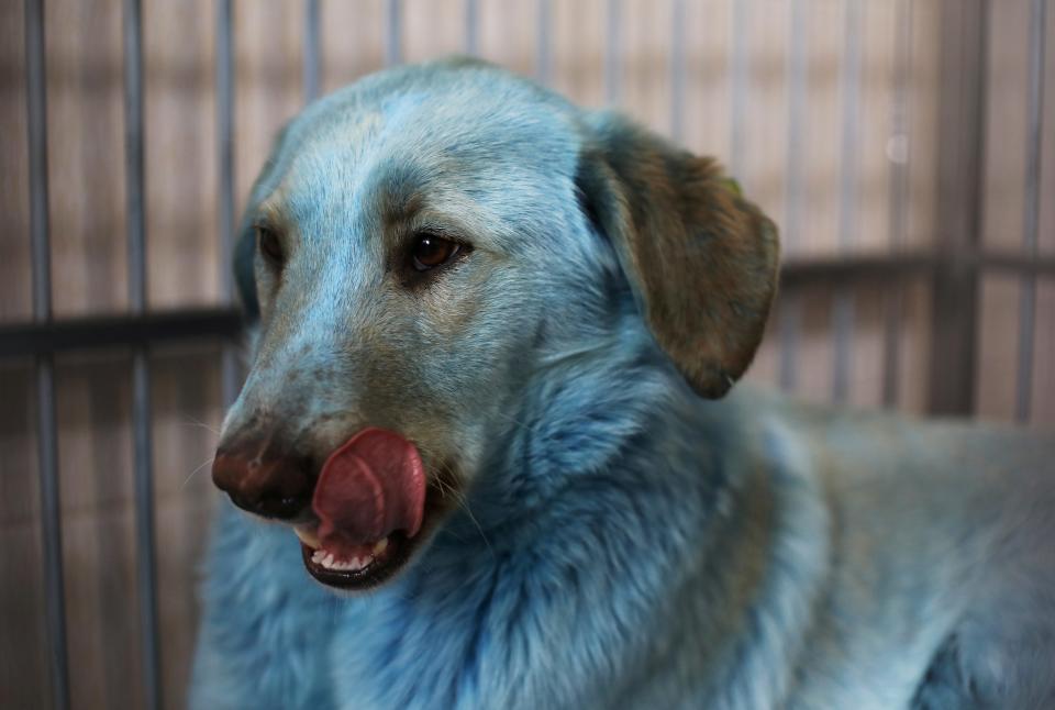 A dog with blue fur is pictured inside a cage at a veterinary hospital where it was taken for examination, in Nizhny Novgorod, Russia February 16, 2021.