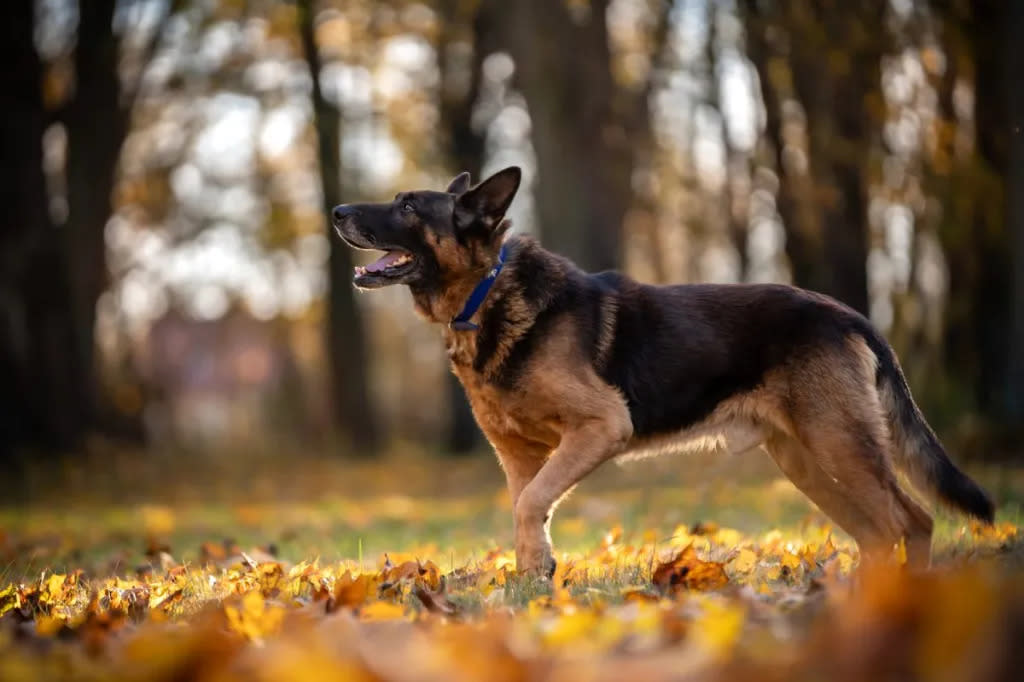 A German Shepherd dog in a forest, similar to the missing dog who was found up in a tree in El Dorado County, California.