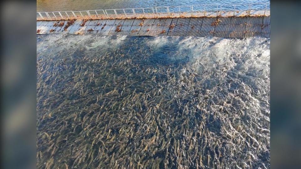 數量驚人的鮭魚密密麻麻的擠滿了河川，連當地民眾都說不可思議。（圖／翻攝自@BigYunkeru推特） 