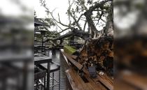 An iconic 100-year-old fig tree ripped from its roots in a Brisbane beer garden. Photo: 7News