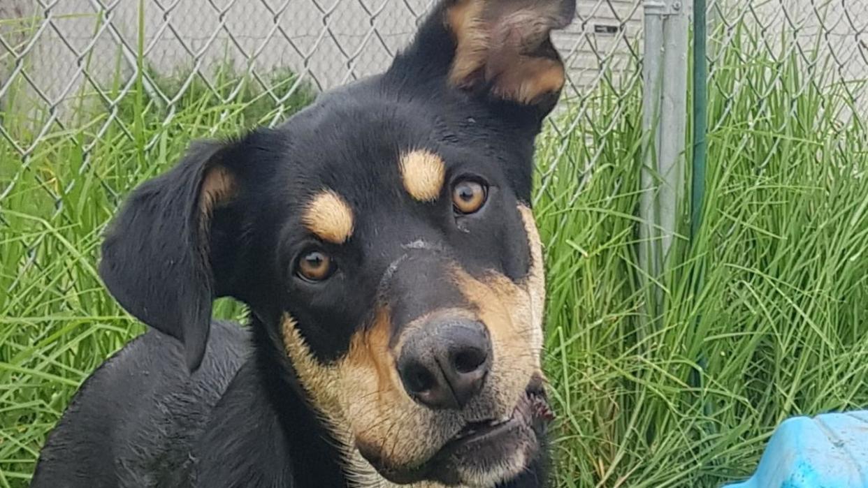 A couple have been given a hefty $1500 fine after they brought their beloved pet kelpie into a national park. Picture: Supplied