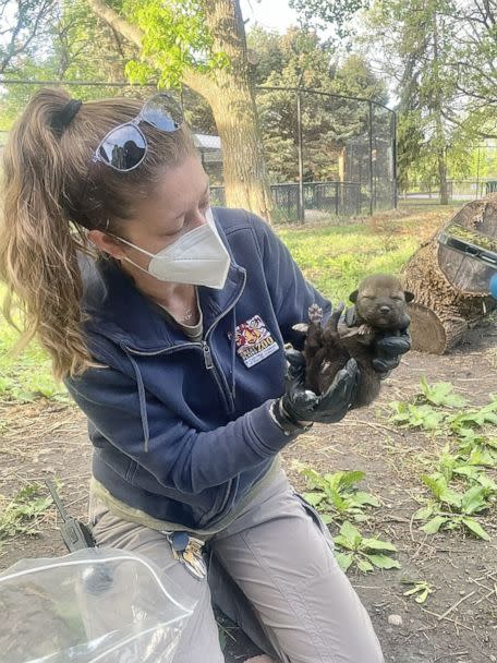 PHOTO: A zoo in South Dakota has welcomed a litter of critically endangered red wolf pups -- a litter vital to the existence of the species with only an estimated two dozen left existing in the wild. (The Great Plains Zoo)