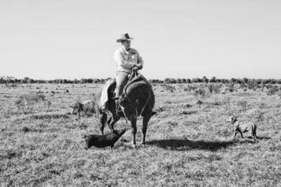 Hilliard Ranch cattle foreman Buck Lee, in this 2013photo from  Hilliard Brothers Ranch