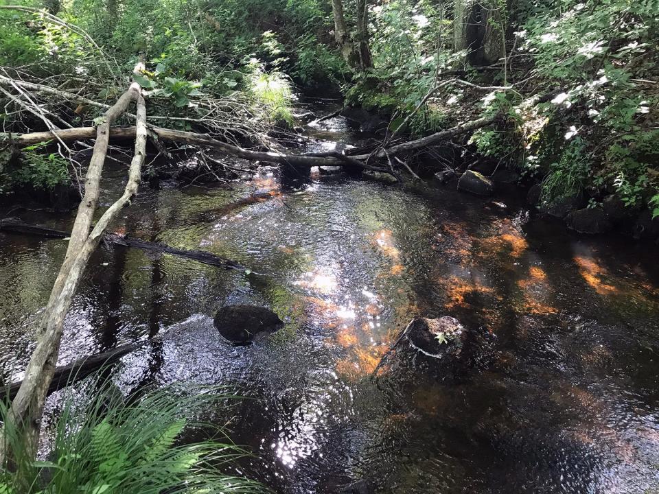 At a bend in the Beaver River, beavers have built a dam of mud and sticks, visible at top left.