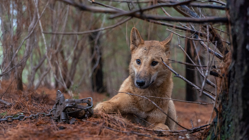 Dingo, Australian wild dog