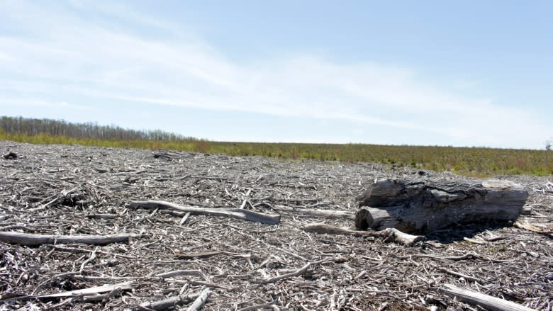 Of forests and floods: Devastatingly high water raises clear-cut questions