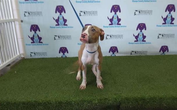 PHOTO: The Orange County Sheriff’s Office in Florida received a call from a witness who found a dog that had been abandoned near a bridge after reportedly being thrown from a moving car and flagged down police for help on Wednesday, Sept. 21, 2022. (Orange County Animal Services / Facebook)