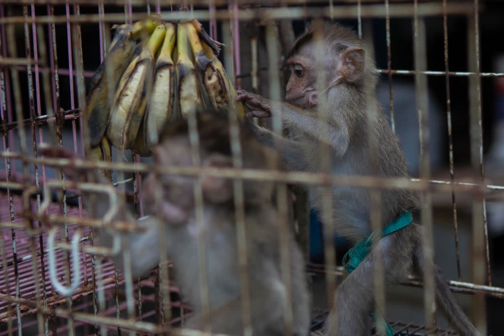 Long-tailed Macaques In Indonesia