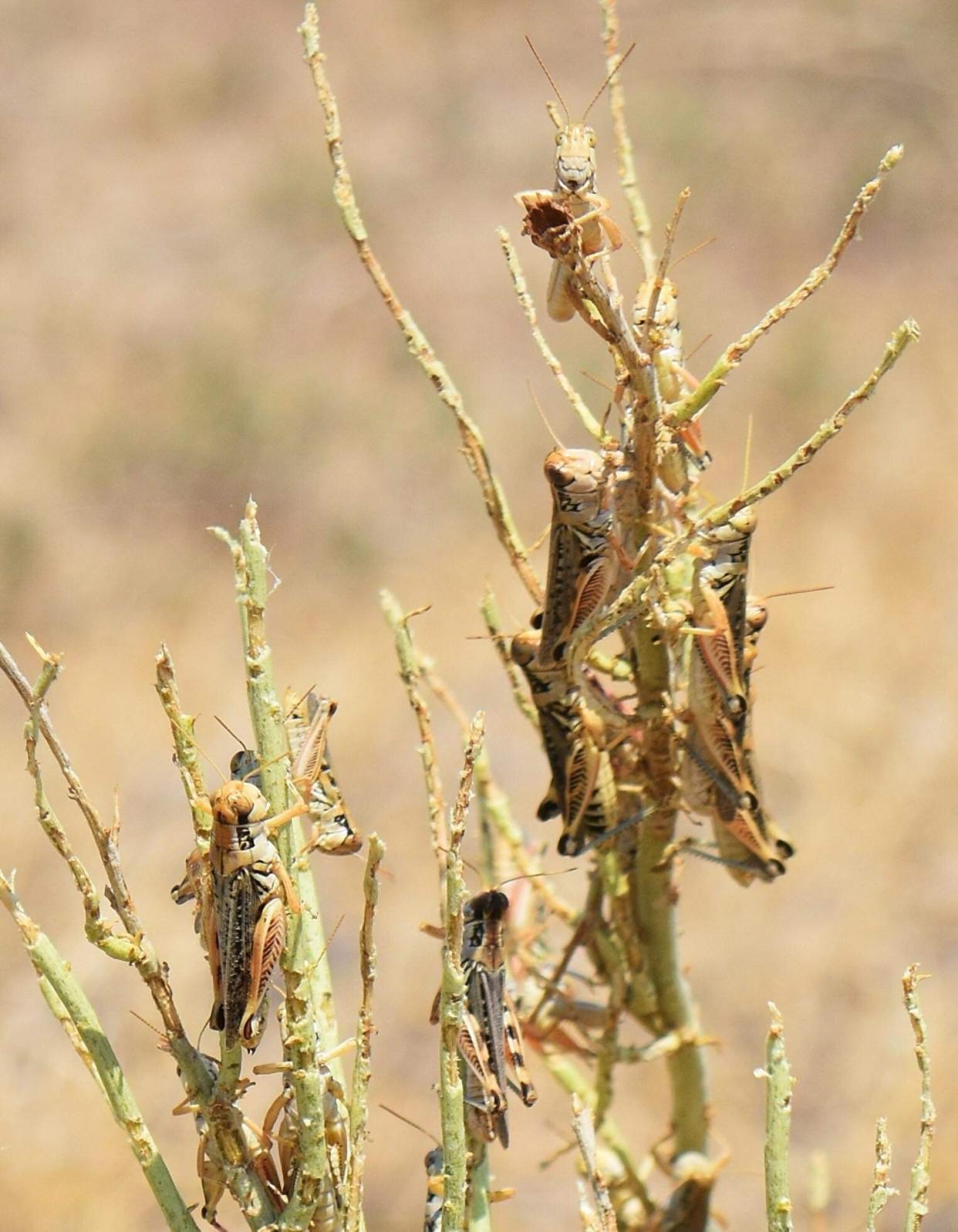 In this photo provided by rancher Diana Fillmore, grasshoppers cover rabbit brush that they've eaten bare on rancher Diana Fillmore's land in Arock, Ore., on July 15, 2021. Farmers in Oregon already battling extreme drought and low water supplies are bracing for another grasshopper and Mormon cricket infestation. Severe outbreaks in recent years, fueled by drier, warmer conditions, have wreaked havoc. (Diana Fillmore via AP)