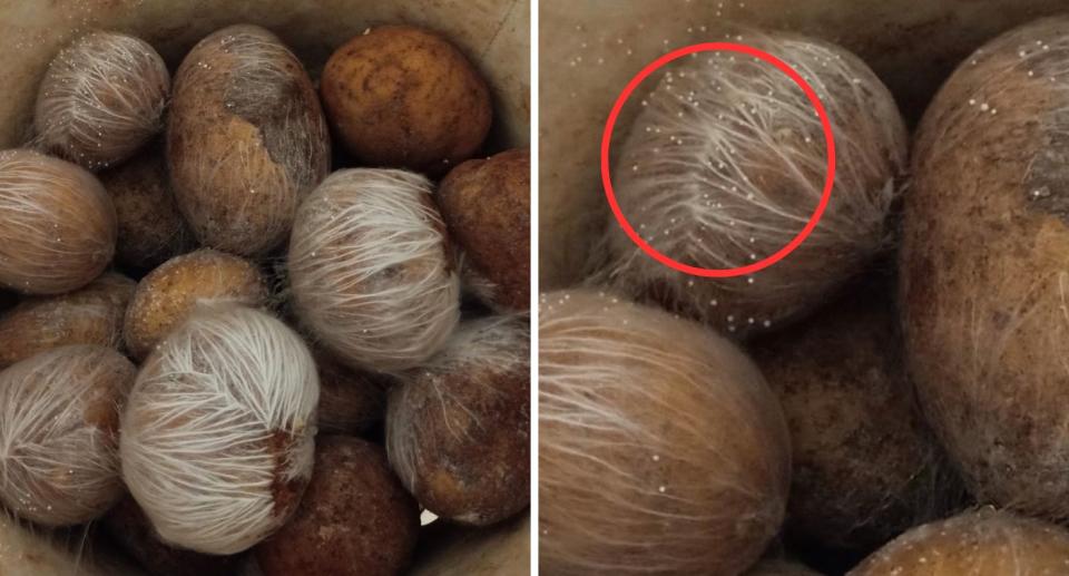 Aldi potatoes covered in white hair. 