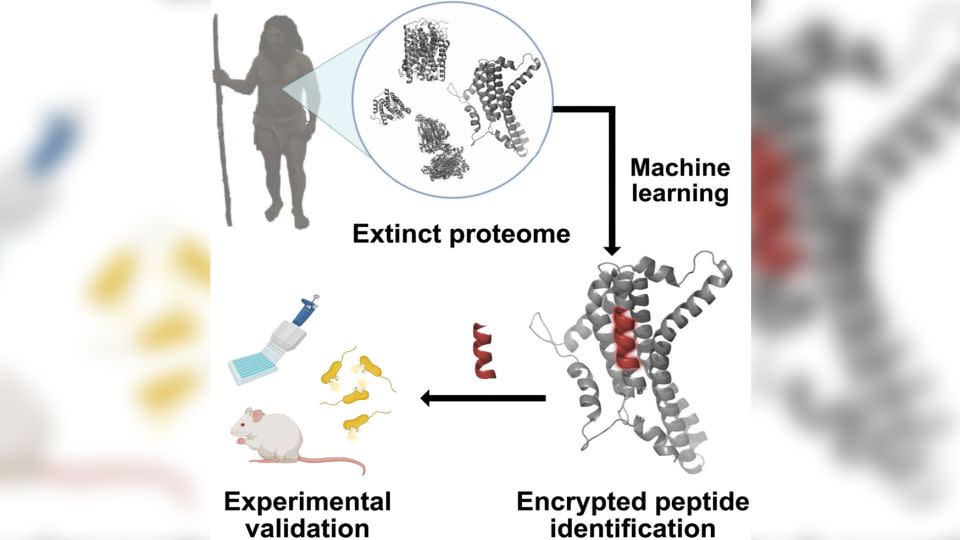 Of six promising peptides identified by an algorithm, one from the Neanderthal was the most effective at fighting pathogens in mice infected with the bacteria, said bioengineering pioneer César de la Fuente of the University of Pennsylvania.  -Courtesy of University of Pennsylvania/Science Direct