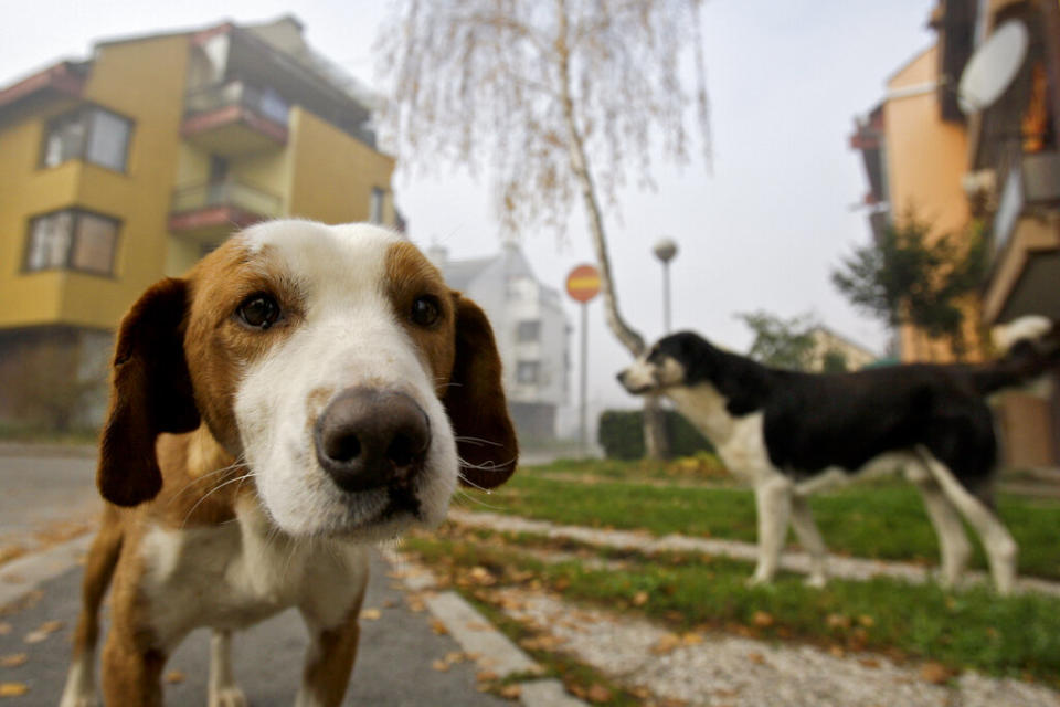 The effects of separation anxiety aren't just impacting our furry friends, but also their owners. (AP Photo/Amel Emric)