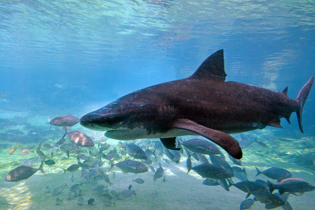 Bull shark swims in Gold Coast Australia Getty Images/chameleonseye