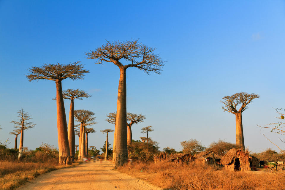 Baobab trees in Madagascar. (Photo: Getty Images/iStockphoto)