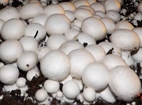 White Button Mushroom Growing Kit
