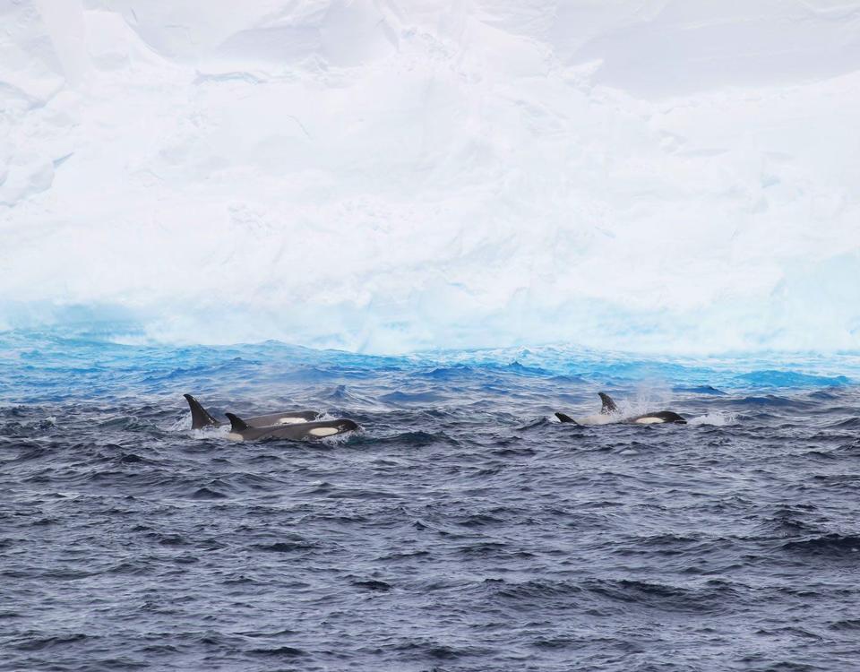 A pod of orcas swimming near A23a.