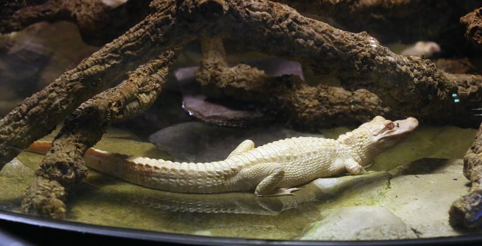 An 18-month old albino alligator is presented at the Tropical aquarium in Paris, Thursday, Feb. 13. 2014. Two albino alligators arrived in their new home in Paris on Wednesday Feb. 12, after travelling thousands of miles from a fish farm in Florida. The aquarium's new lodgers are two of only twenty to thirty in the world, according to the director of the tropical aquarium Michel Hignette. (AP Photo/Remy de la Mauviniere)