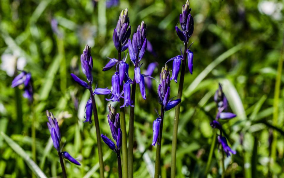 The UK countryside is reportedly home to around half of the world's bluebells