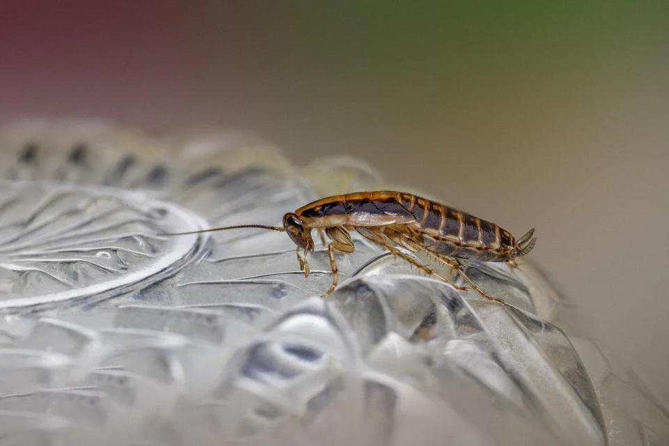 <strong>蟑螂是大家最討厭的害蟲之一。（圖／Pixabay）</strong>