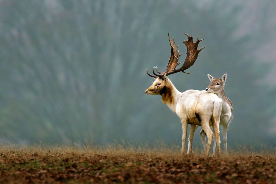 <p>Some white deer in Richmond Park in London. (Photo: Mark Bridger/Caters News) </p>