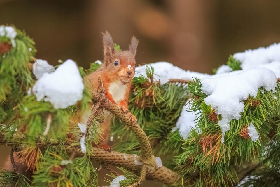 Red squirrels