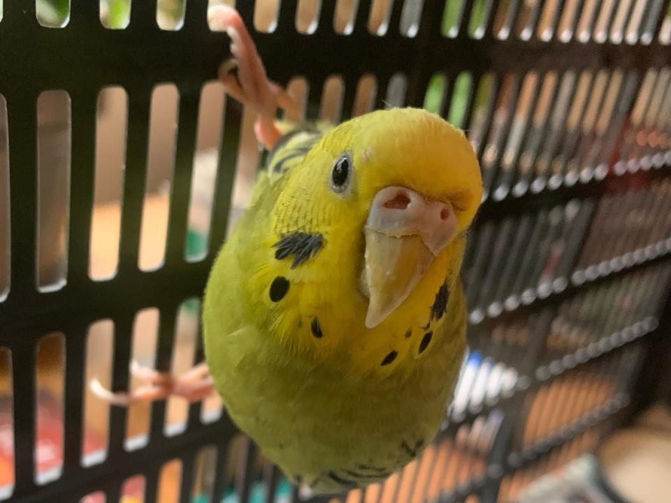 A budgie found in the middle of a street in East Vancouver on May 9 is just one of many turned into the region's animal hospitals recently. (David P. Ball/CBC - image credit)