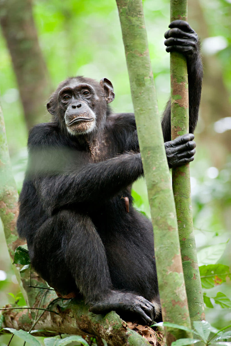 DisneyNature's "Chimpanzee" - 2012