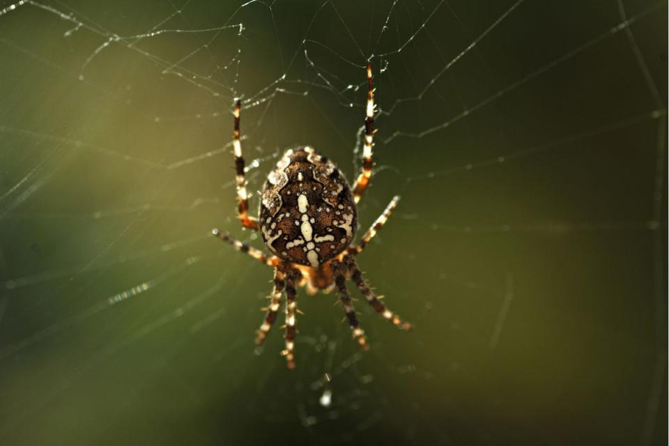 European Garden Spider (Rex)