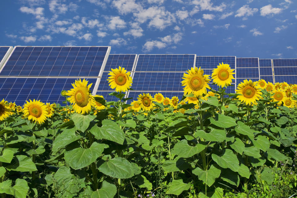 Solar panels in a field of sunflowers. (Photo: Getty Images)