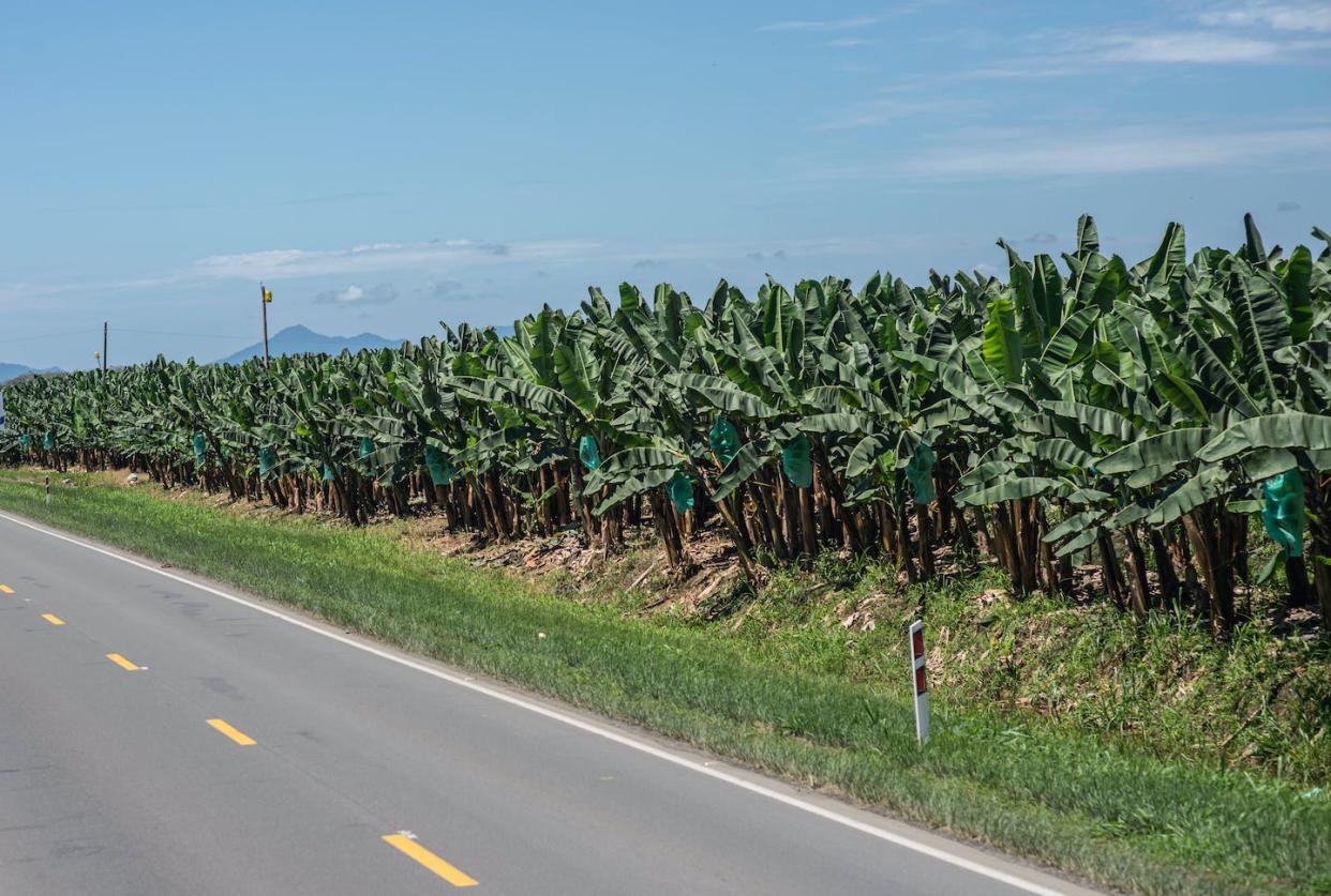 Plantación de bananas en Ecuador, uno de los principales productores en el mundo. <a href="https://www.shutterstock.com/es/image-photo/road-next-banana-plantage-ecuador-1786912997" rel="nofollow noopener" target="_blank" data-ylk="slk:Stephen reich / Shutterstock;elm:context_link;itc:0;sec:content-canvas" class="link ">Stephen reich / Shutterstock</a>