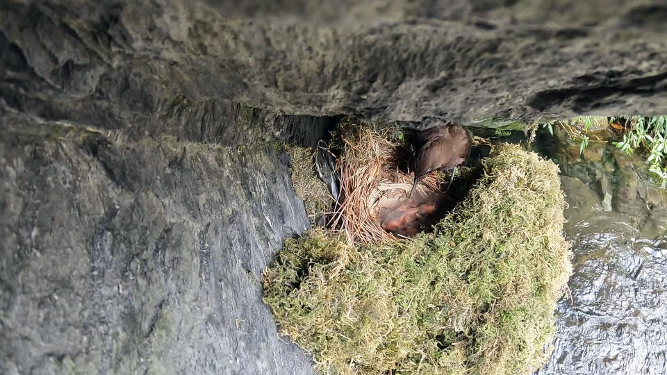 河烏習慣在峭壁築巢。