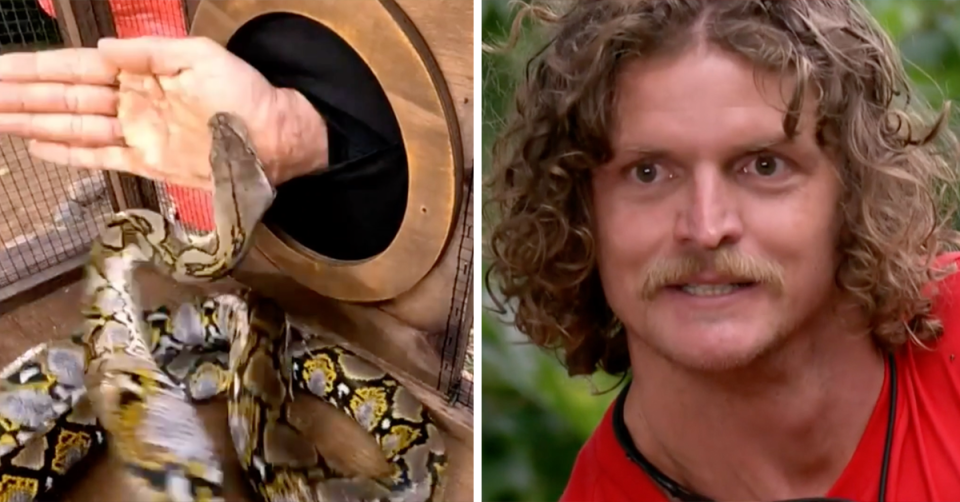  Nick ‘The Honey Badger’ Cummins being attacked by a snake on I’m A Celebrity.
