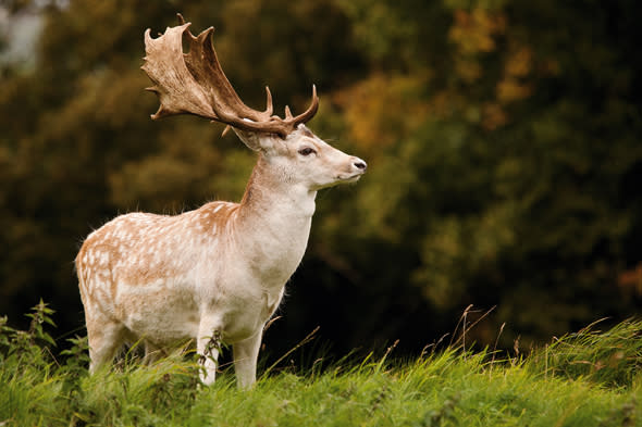 A male Fallow Deer on a wooded hillside, taken on September 6, 2011. (Photo by PhotoPlus Magazine via Getty Images)