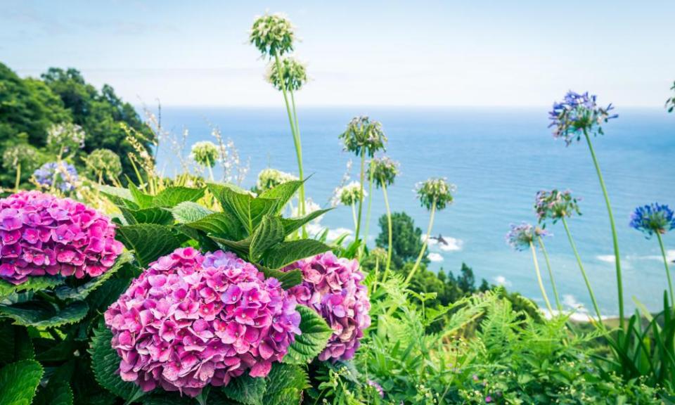 Image of beautiful blooming pink hydrangeas.