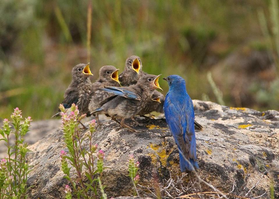 The mountain bluebird is one of Idaho’s oldest state emblems, despite being somewhat elusive to find. Tom Knudson