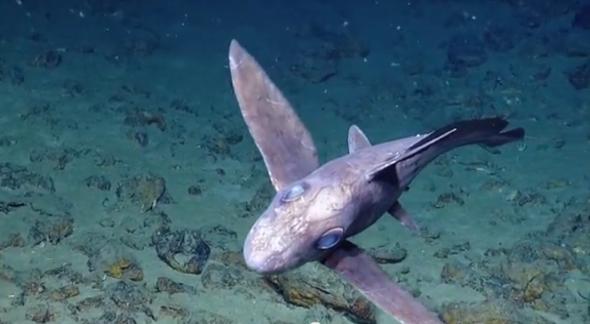 This Rare Alien-Like Goblin Shark Has Been Found Off The Coast Of  Australia