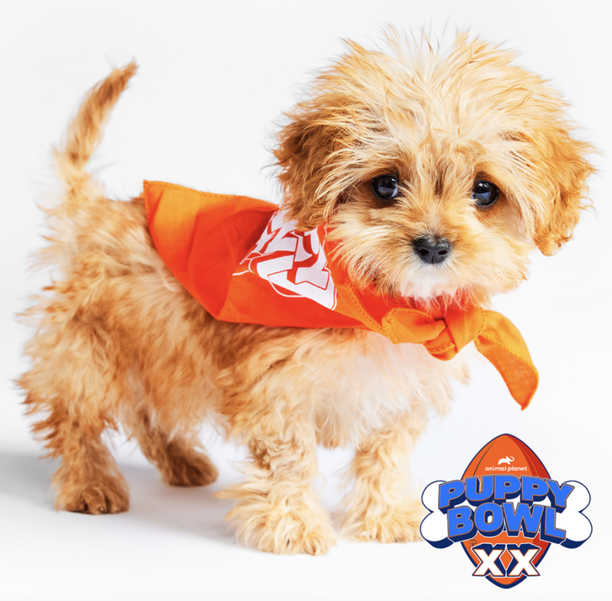 How to watch the 2024 Puppy Bowl It's Team Ruff vs. Team Fluff for the