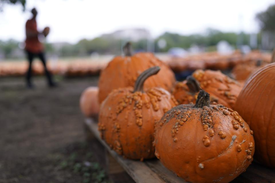 Volunteer Teena Larson works in a church pumpkin patch, Friday, Oct. 27, 2023, in San Antonio. Drought in some areas have resulted in higher prices for pumpkins at the grocery store or pumpkin patch. (AP Photo/Eric Gay)