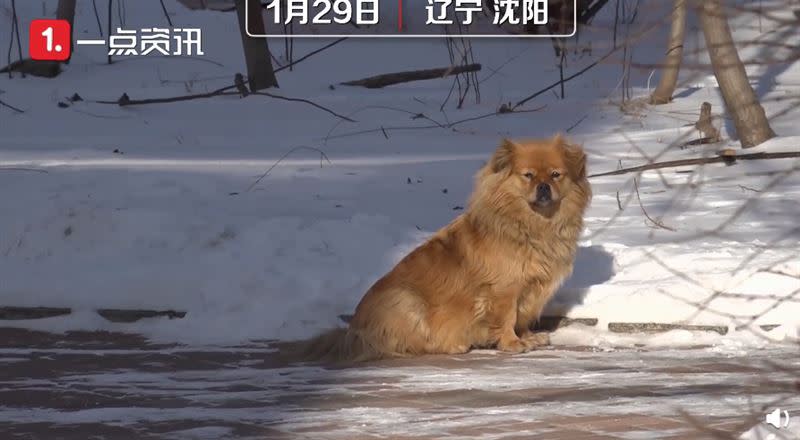 小狗待在原地等待已過世的主人。（圖／翻攝自微博）