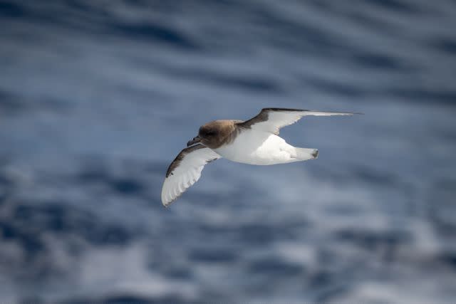 Nick Dale / 500px / Getty Images An Antarctic petrel glides over ocean in Antarctica