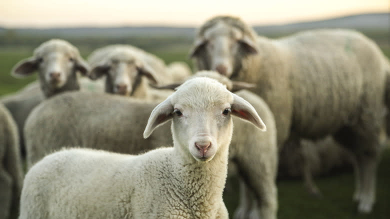 Sheep and lamb in field