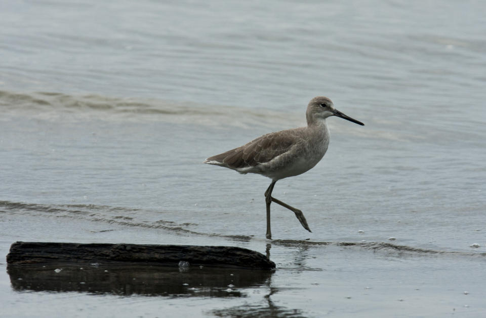 In this photo taken Oct. 18, 2012, a Willet looks to feed near a mangrove forest that hugs the coastline of Panama City. A multi-year boom in Central America’s fastest-growing economy has unleashed a wave of development along the Bay of Panama. Environmentalists warn that the construction threatens one of the world’s richest ecosystems and the habitat for as many as 2 million North American shorebirds. (AP Photo/Arnulfo Franco)