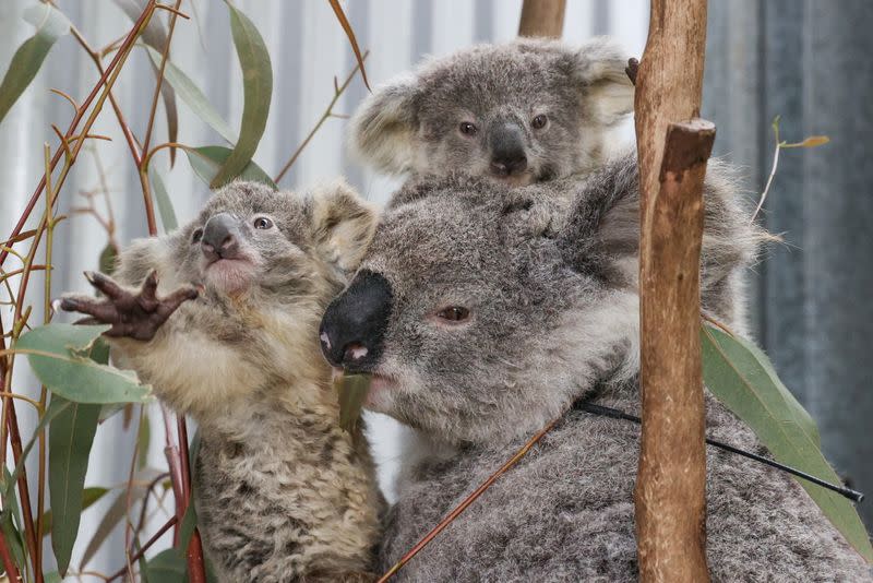 The Wider Image: From disease to bushfires, Australia's iconic koalas face bleak future