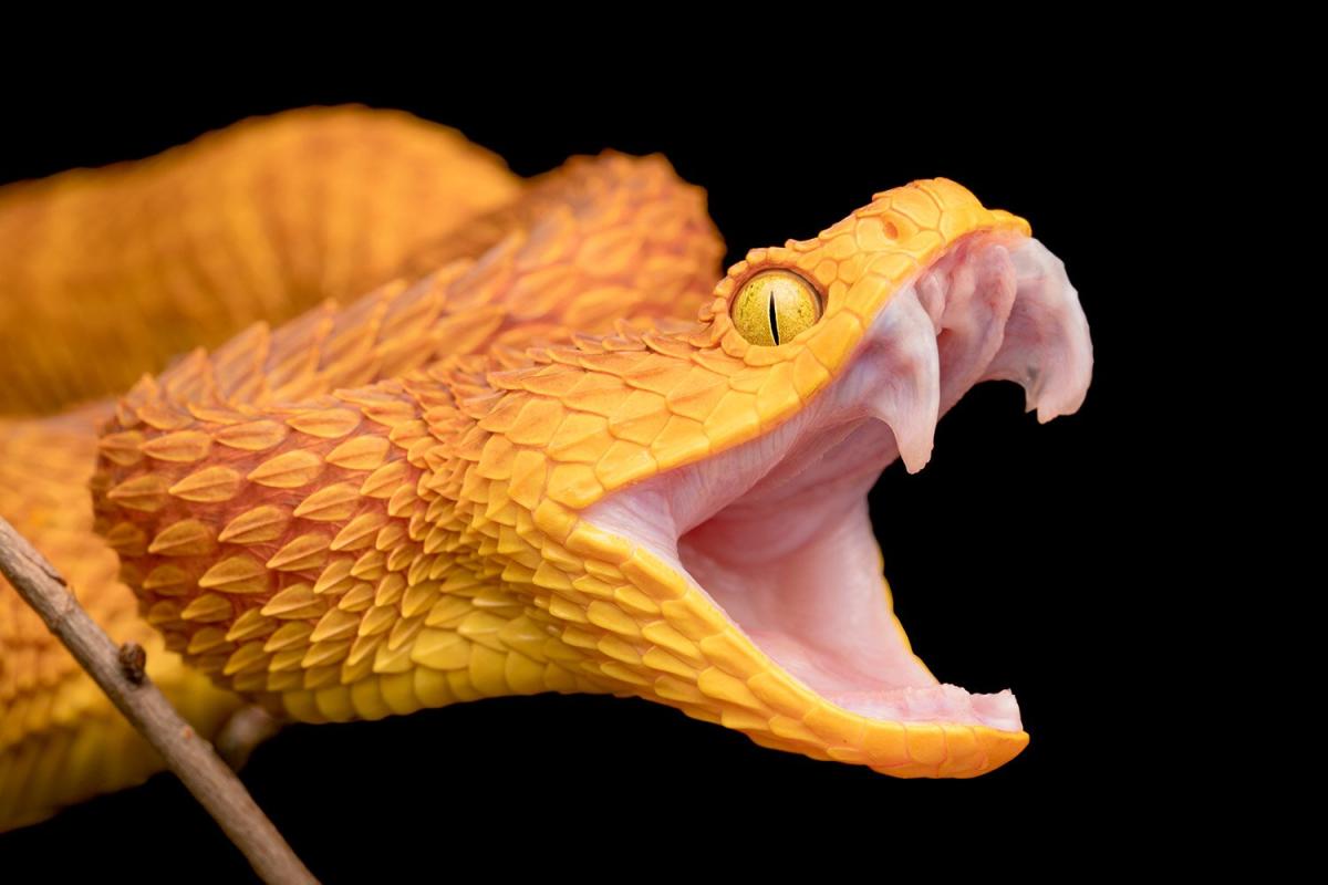Atheris Squamigera High-Res Stock Photo - Getty Images